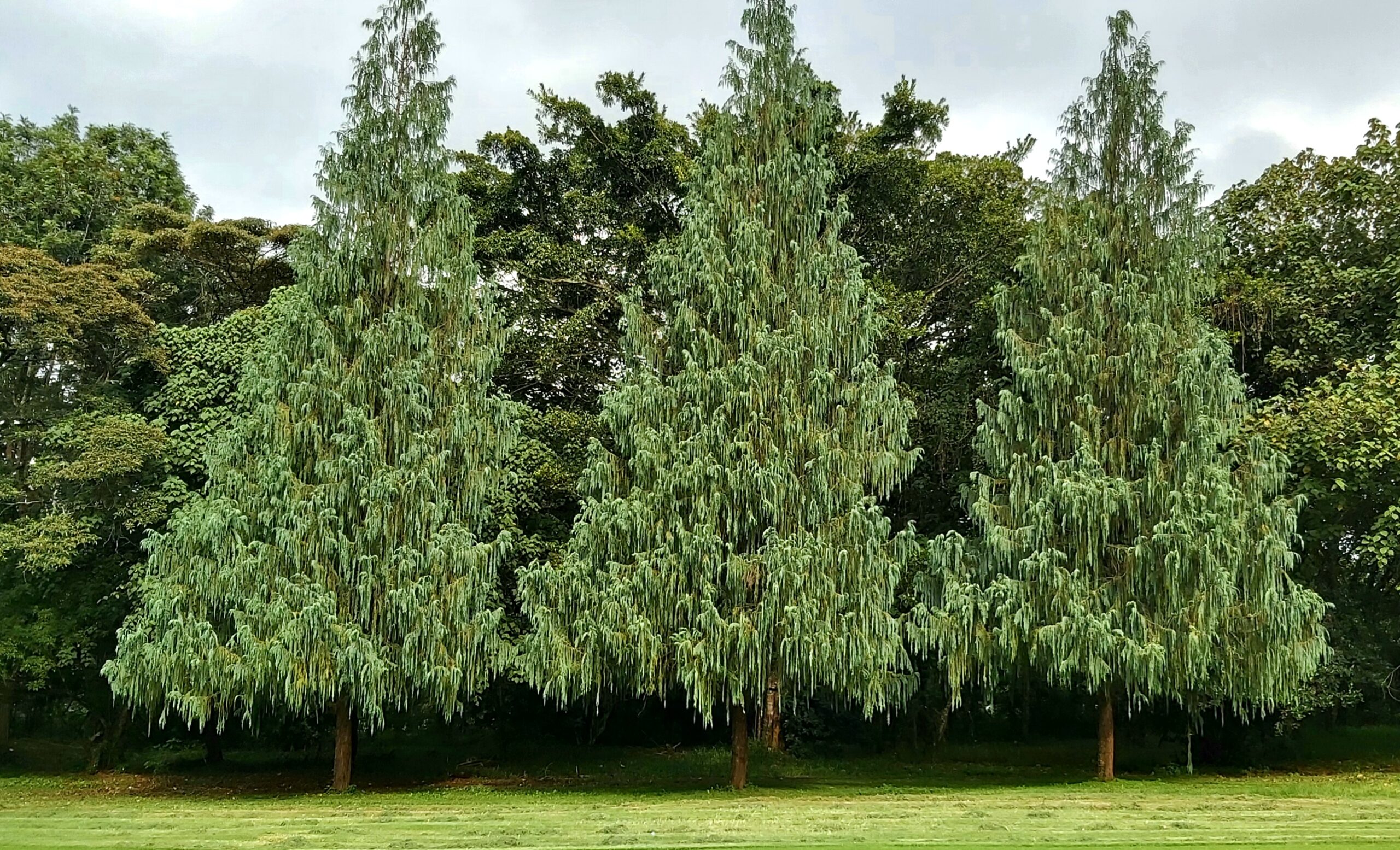 A Good Tree. - Lucas Marang'a
